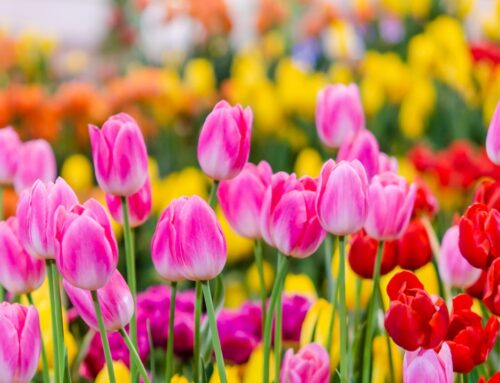 Why Do We Call it Spring?