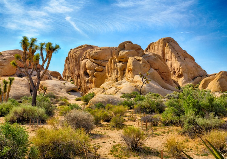 Rugged terrain of Joshua Tree National Park in Palm Springs, CA.