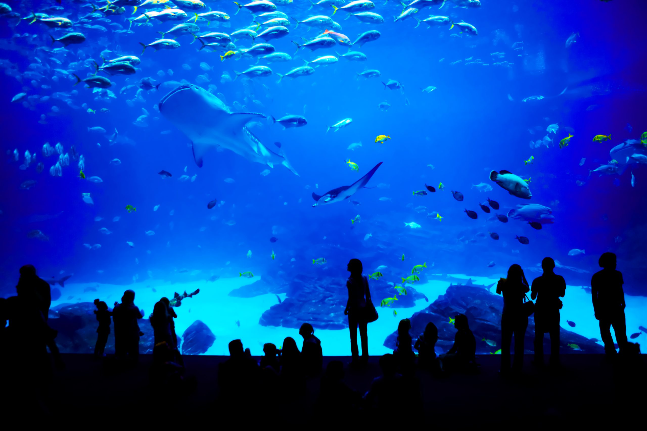 World's Largest Aquarium. Atlanta, GA.