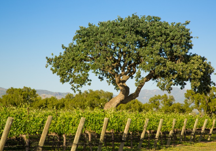 Solvang and wine tasting near Santa Barbara, CA.