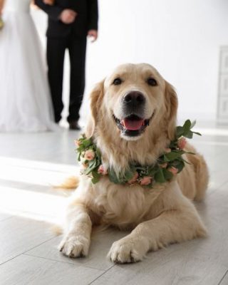 Destination Sitters Wedding pet sitting