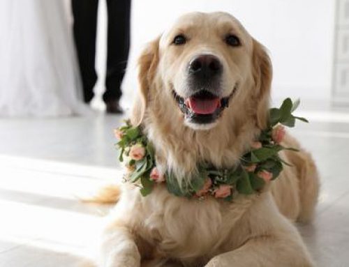 Make Your Wedding Day Unforgettable with Destination Sitters
